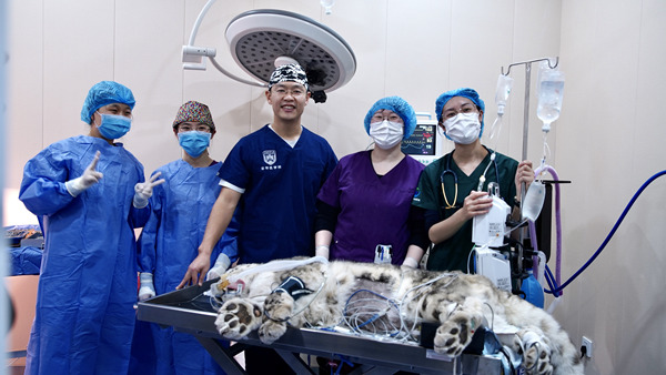 守护动物健康，瑞沃德助力完成世界首例雪豹白内障手术.jpg