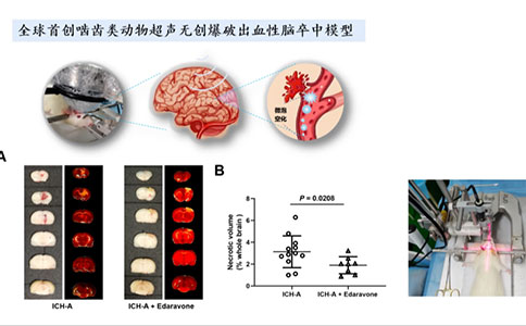 脑血管疾病动物模型领域有哪些创新技术？