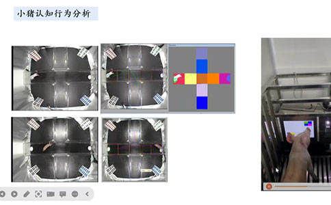 脑血管疾病动物模型领域有哪些创新技术？