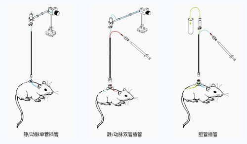 瑞沃德小动物颈静脉插管采血及给药培训班报名火热开启
