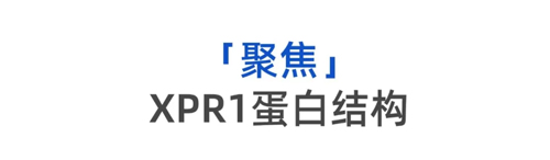 揭示细胞外排磷酸盐机制，探索人体磷酸盐转运深层机密——Nature一作颜芮