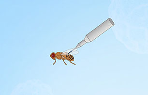 昆虫注射
