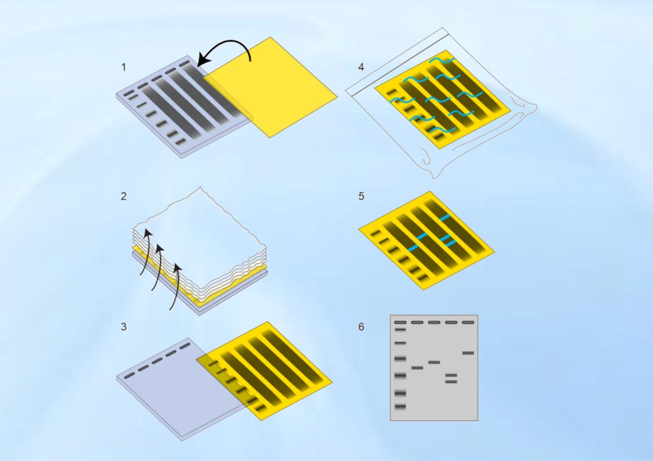 Southern blot